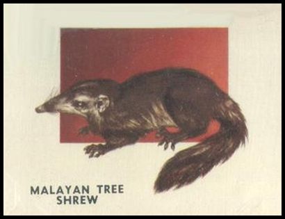 182 Malayan Tree Shrew